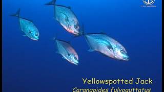 Pretty Fishes