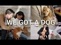 We got a dog  first few days with a golden retriever puppy vlog