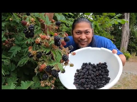 NAG HARVEST AKO NG WILD BLACK BERRY SA TABING DAAN NG BAKURAN