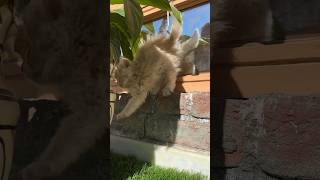 The Oops Moment Of Cute Kitten Subscribe