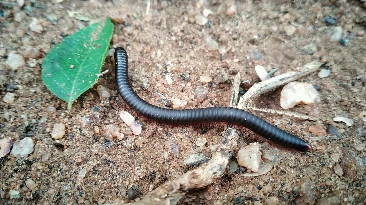 மரவட்டை / Millipede / Maravattai - YouTube