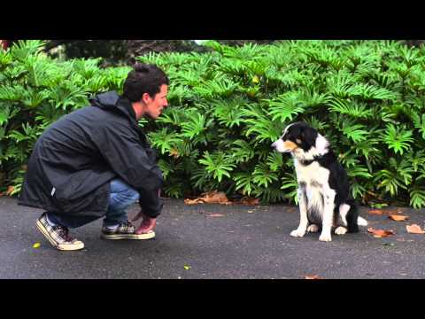 Take the Lead - National Guide Dogs Australia Tv Ad