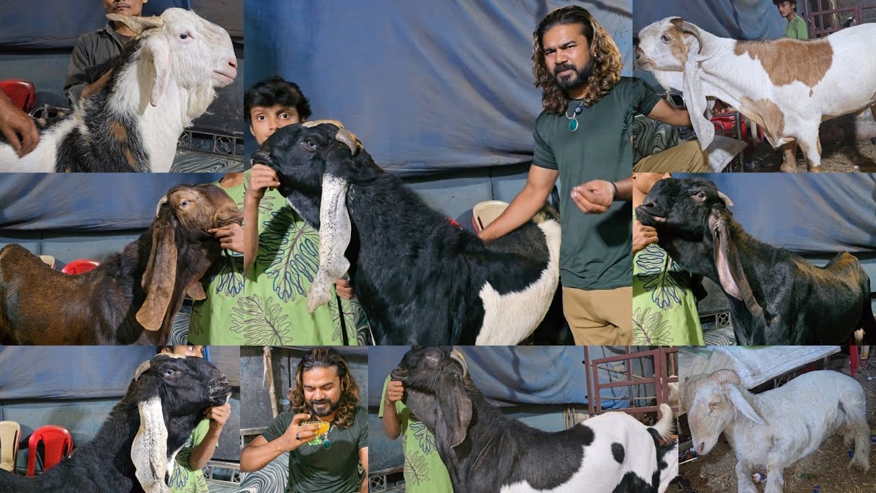 QUALITY KA BADSHAH🔥72 Lakh Ka Profit Business Idea's Goat Farming || Sameer Bhai Govandi Mumbai ||