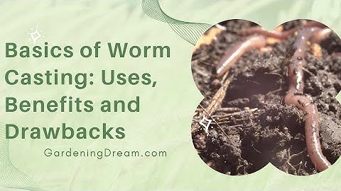Basics of Worm Casting: Uses, Benefits and Drawbacks