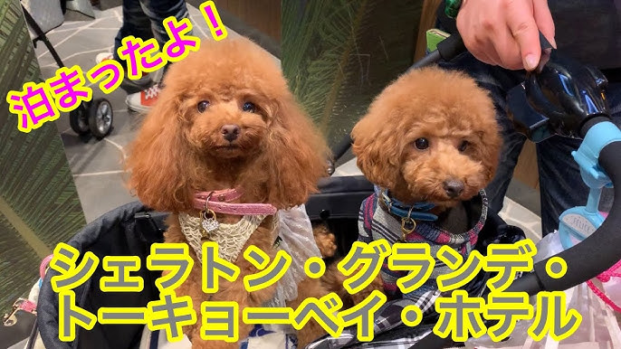 ディズニーシー初体験と シェラトン往復 トイプードルのロージー シェリ ジェム 番外編 Youtube