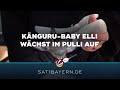Känguru-Baby im Pulli: Tierpark-Chefin wird zur Ersatz-Mama