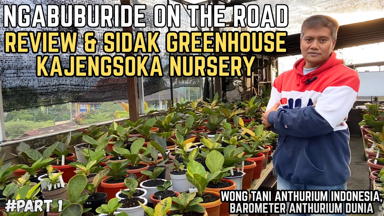 CUCI MATA ANTHURIUM JEMANI MANGKOK‼️ SEMBARI MENUNGGU WAKTU BUKA PUASA | NGABUBURIDE ON THE ROAD