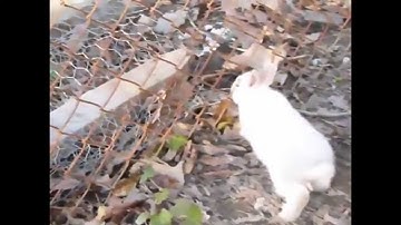 Rabbits Pass Through Chain-Link Fence in Slow-Motion