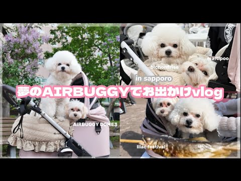 【お出かけvlog】念願のAIRBUGGY DOME3納車🛒♡ライラック祭りに行ったよ🐾#北海道 #札幌 #ビションフリーゼ #マルプー #vlog