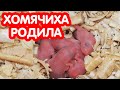 Хомячиха родила. Новорожденные хомячки джунгарики 0-7 дней