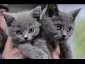 GATOS - Castración en gatos ¿Sí o no? Diferencias entre castración y esterilización