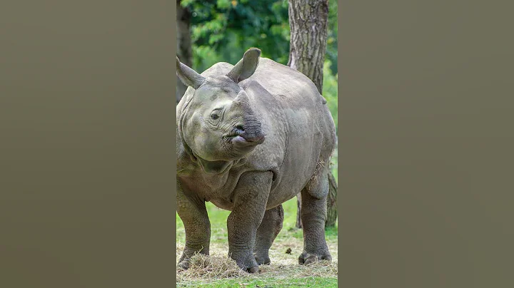 Guardians of the Wild: The Mighty Rhinoceros