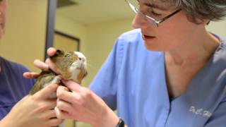 Guinea Pig Exam