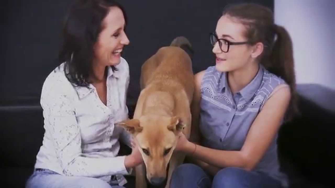 4 Paws Animal Rescue Organization YouTube