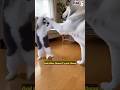 “Cats & Dogs Team Up, But It Becomes a Hilarious Mess! 😂🐾” #shorts