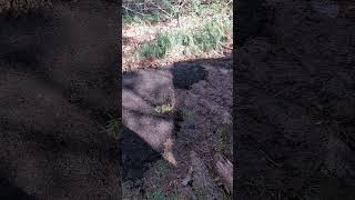 Weedwhacked behind fences & added dirt