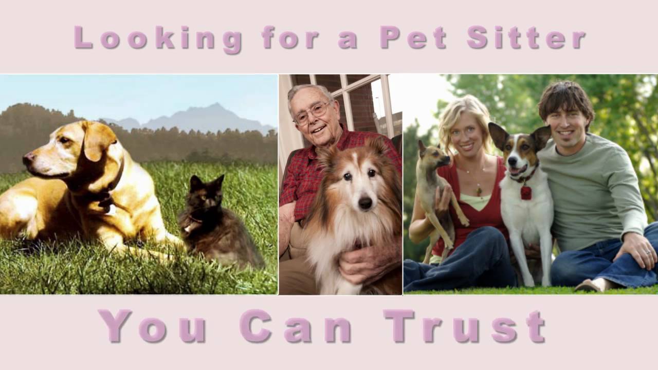 Hill Country Pet Sitters Plus I Pet Sitting New Braunfels YouTube
