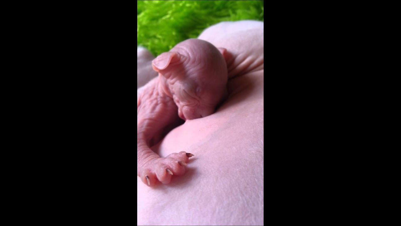 Newborn Sphynx Kitten Nursing and Purring 