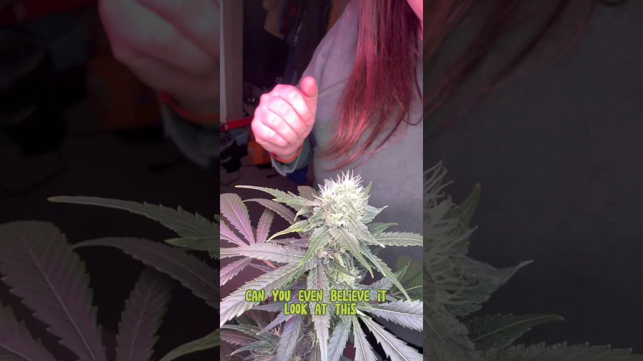 Week 4 of Flower - Advanced Nutrients For The Win!