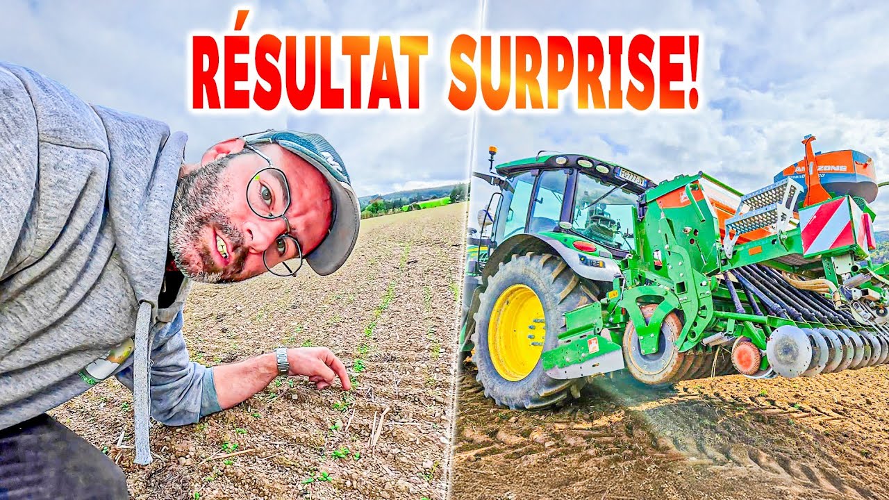 Semis de prairies, les premiers résultats + mes brebis sont-elles pleines?