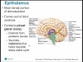 2113 Chapter 12 Central Nervous System Part B