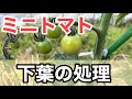 【ミニトマト管理作業】下葉の処理【初心者必見です】