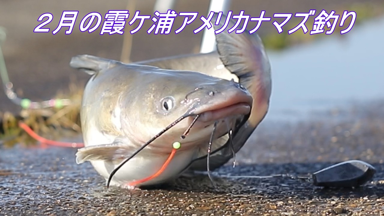 ２月、霞ケ浦のアメリカナマズ釣り！（2026年2月）