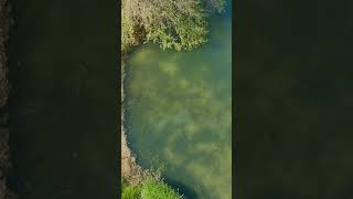 Found Some Carp #carp #fishing #fish  #hindersbait #carpfishing #angling #drone #angling #anglers