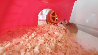 햄지를 입양 해왔다!!hamsterHave adopted Я усыновил хомяка !! 넘나 이쁜걸 어찌할줄 몰라!@#$%^&*