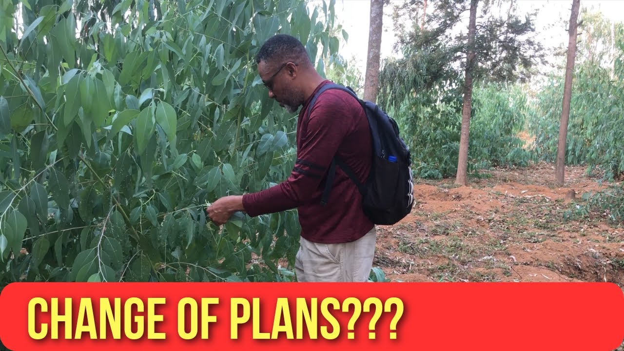 From Fruit Trees to a New Plan | Land Project Update Bugesera Rwanda
