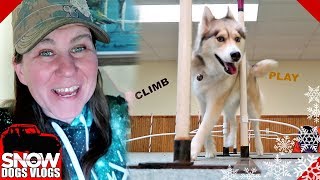Shelby Can Weave | Husky Does Agility