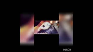 Wilhelm Screaming Crossover Music Mode Crossover