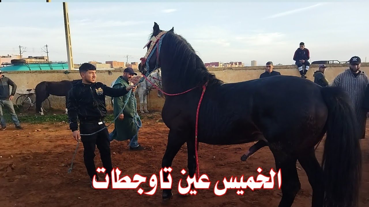 مباشره سوق  خميس عين تاوجطات الخيول والبغال والحمير 🐎🐎🐎🐎🐎🐎🐎🐎🐎🐎🐎🐎👍👇