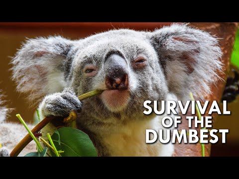 Koalas: When Stupidity is a Survival Strategy