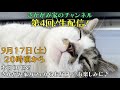 【生配信】さかがみ家カフェより第４回生配信！坂上パパより、最新情報をお伝えいたします♪２０２２年９月１７日（土）２０時頃から