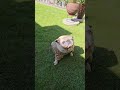 Sig Marilda e seu jeitinho peculiar de se coçar!🐶😂😂 Alguém mais!??😁