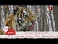 Добрай раніцы, Беларусь. 2022-ой год - год голубого водяного тигра