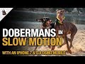 Dobermans in Slow Motion with iPhone 7 and Dji Osmo Mobile