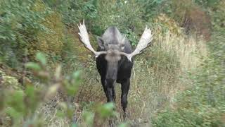 *HUGE* Bull Moose *SPOTTING* |I Can't Believe My Eyes|