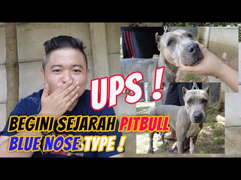 Video: Cara Bersihkan Lendir pada Anjing