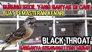 Burung Kecil Buat Masteran Kenari Yang Banyak Di Cari #blackthroat #blackthroatgacor