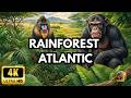 The Atlantic Forest: Where Life Follows Invisible Rules | Full Wildlife Documentary [4K]