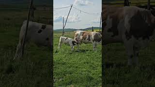 Vaci bălțată românească la ferma domnului Nelu Șchiopu.