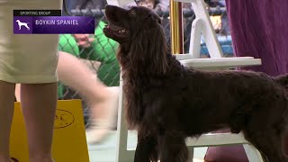 Spaniels (Boykin) | Breed Judging 2023