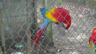 Guacamaya que habla