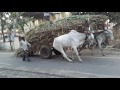 Cane tasport by bullackart in kolhapur region