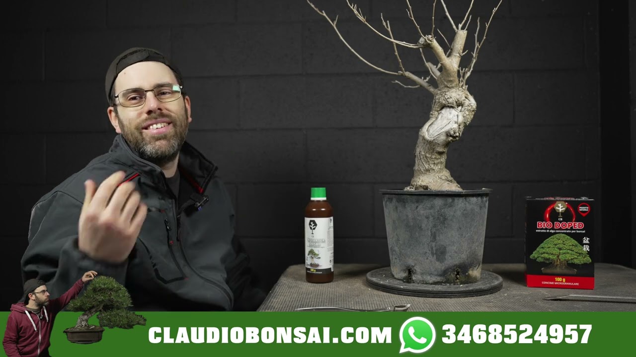 COSA NON FARE PRIMA DI IMPOSTARE UN BONSAI