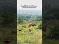 Savage Lion Hunt: Wildebeest Falls in Dusty Chaos #Lion #Wildlife #Nature #Safari #ViralReels #viral