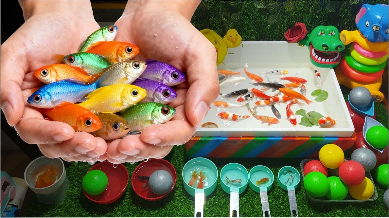 Unboxing Ikan Hias Warna Warni, Ikan Koi, Ikan Molly, Bettafish 🐟Unboxing colorful ornamental fish