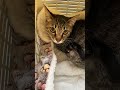 ツナ美ちゃん、今日は風邪をひいて病院に行きました、とてもいい子でした😸